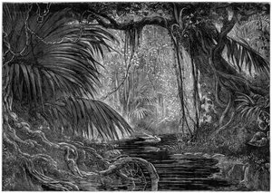En skogscene i Peru, 1877 av Unbekannt