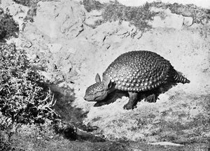 En glyptodon, 1900-tallet av Unbekannt