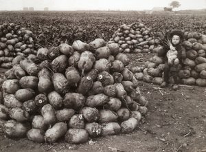 En liten jente med hauger av høstede neper, nær Landskrona, Sverige, 1910 av Unbekannt