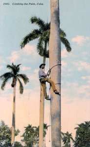En mann som klatrer i et palmetre, Cuba, 1911 av Unbekannt