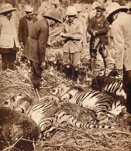 En kongelig pose med tigre, 1911 1935. av Unbekannt