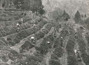 En teplantasje utenfor byen, Kobe, Japan, 1895. av Unbekannt