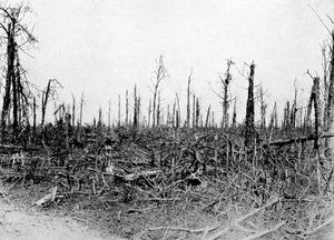 En skog i Somme-området, Frankrike, 1916, c1920 av Unbekannt