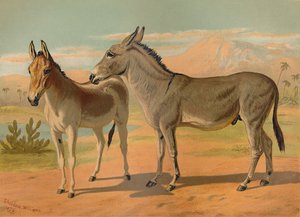 Abyssinian Wild Hann Ass & Kvinne Indian Onager, c1879. av Unbekannt