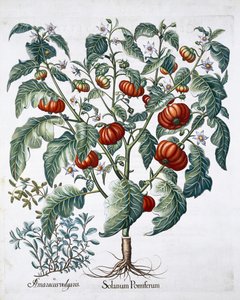 Afrikanske tomat- og merianplanter, 1613 av Unbekannt