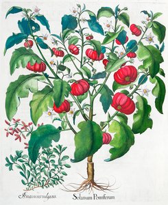 Afrikanske tomat- og merianplanter, 1613 av Unbekannt