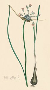 Allium oleraceum var. ekte. Åkerhvitløk, var. a, 1800-tallet av Unbekannt