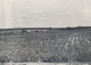 En australsk vingård, 1923. av Unbekannt