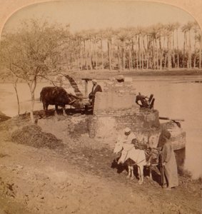 An Egyptian Sakiyeh, Drawing Nile Water for Irrigation, Egypt, 1896 av Unbekannt