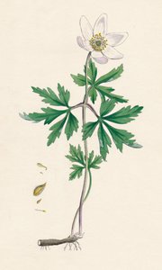 Anemone treaktig. Skogsanemone, 1800-tallet av Unbekannt