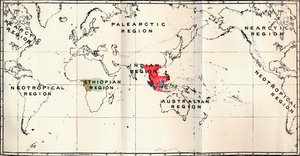 Anthropoidea - Hylobates Red, Simia Blue, Gorilla Brown, Anthropopithecus Green, 1897 av Unbekannt