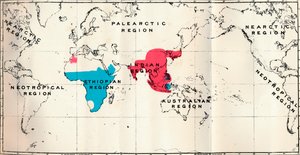 Anthropoidea - VI. Kartdistribusjon av forskjellige arter Blå og Makakusrød, 1897 av Unbekannt