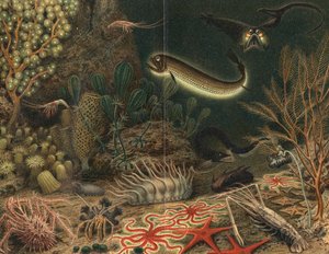 Kunstnerens inntrykk av dyphavsscene med lysende fisker, 1903 av Unbekannt