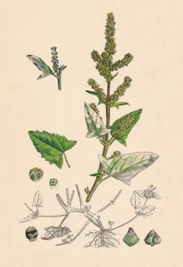 Atriplex deltoidea. Trekantet-bladet Orache, 1800-tallet av Unbekannt