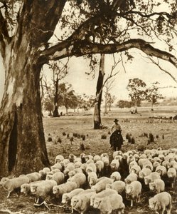 Australia - En fører med noen av anklagene sine på en sauestasjon i delstaten Victoria, c1948. av Unbekannt
