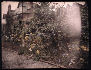 Autokrom av blomster, c 1908 av Unbekannt
