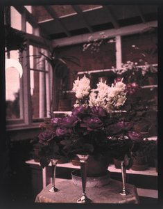 Autokrom av rosa roser i en sølvvase i et drivhus, ca 1910 av Unbekannt