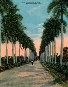 Avenue of Royal Palms, Cuba, c1920 av Unbekannt