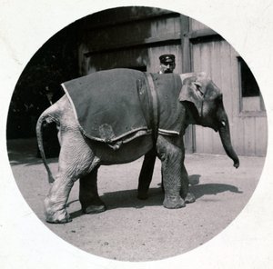 "Elefantbaby i dyrehagen", vers 1890 av Unbekannt