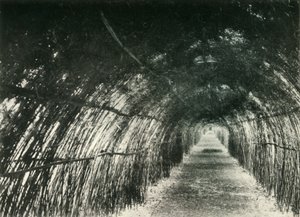 Bamboo Avenue ved Barrackpore, 1904, 1925. av Unbekannt