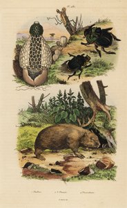 Bambussopp, Phallus indusiatus 1, skarabémøkkbiller, Coprophanaeus ensifer 2 og skuespillerinnene Diabroctis 3, og vanlig vombat, Vombatus ursinus 4 av Unbekannt
