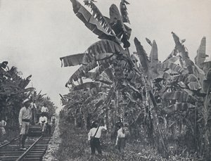 Bananplantasje, 1924 av Unbekannt