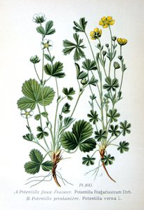 Ufruktbar jordbær og vårsilk, 1893 av Unbekannt