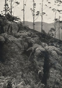 Baumfarne Alsophila komet u. a., 1926 av Unbekannt