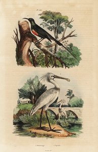 Vakker solfugl, Cinnyris pulchella og vanlig skjestork, Platalea leucorodia av Unbekannt