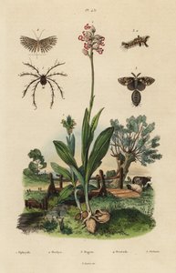 Bie-orkide, Ophrys apifera 1, ape-orkide, Orchis simia 2, rusten tusmoll, Orgyia antiqua 3, tjue-plume møll, Alucita hexadactyla 4 og Oribata geniculata midd 5 av Unbekannt