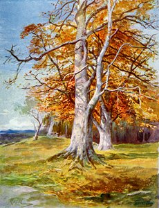 Bøketre, høst, 1900 av Unbekannt