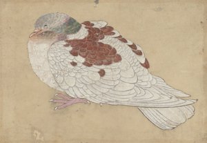 Fugl, 1700-tallet. av Unbekannt