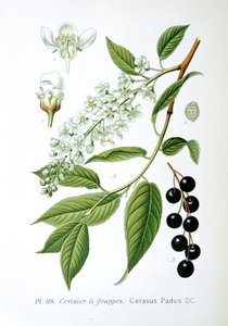 Fuglekirsebær, 1893 av Unbekannt
