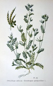 Fuglefot, 1893 av Unbekannt