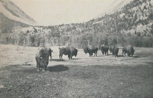 Bison, 1916 av Unbekannt