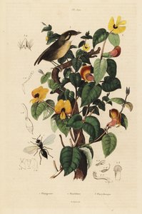 Black-cheeked gnateater, Conopophaga melanops, Handsome Sweetpea, Platylobium formosum og Inostemma boscii veps av Unbekannt