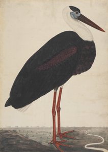 Svart stork i et landskap, ca. 1780. av Unbekannt