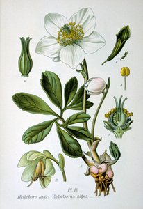 Svart hellebore, 1893 av Unbekannt