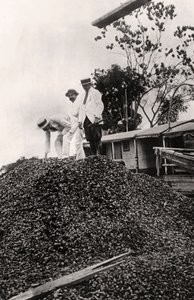 Paranøtter høstet fra Amazonasdalen, ca 1900-tallet av Unbekannt