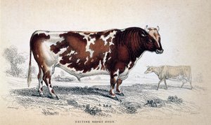 Britisk kort horn, 1839 av Unbekannt