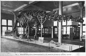 Brontosaurus-skjelett, American Museum of Natural History, New York, USA, tidlig på 1900-tallet av Unbekannt
