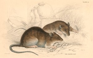 Brunrotte Rattus rattus, 1828 av Unbekannt