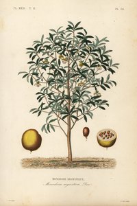 Calabash muskat, Monodora myristica, Monodore aromatique av Unbekannt