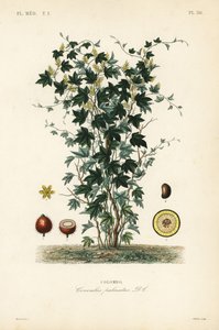Calumba-tre, Jateorhiza columba, Cocculus palmatus, Colombo av Unbekannt