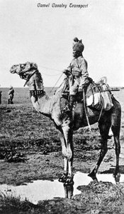 Kamelkavaleritransport, India, 1900-tallet av Unbekannt