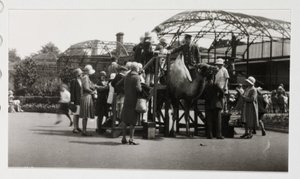 Kamelritt, ca 1930 av Unbekannt