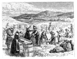 Cape Cod-kvinner plukker og sorterer tyttebær, 1875 av Unbekannt