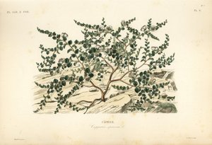 Kaperbusk eller Flindersrose, Capparis spinosa, Caprier av Unbekannt
