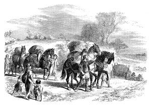 Bære brød til London på pakkehester, c1895 av Unbekannt