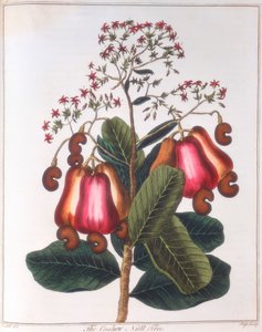 Cashewnøtt - Anacardium occidentale, c1798 av Unbekannt